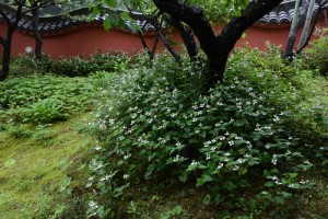 20150613　6月の花３ ドクダミ